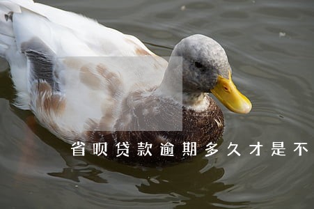 省呗贷款逾期多久才是不良 省呗贷款逾期多久才是不良