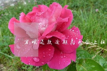 省呗还款逾期几天会上征信 省呗还款逾期几天会上征信