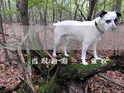 省呗逾期一天催收 省呗逾期一天催收