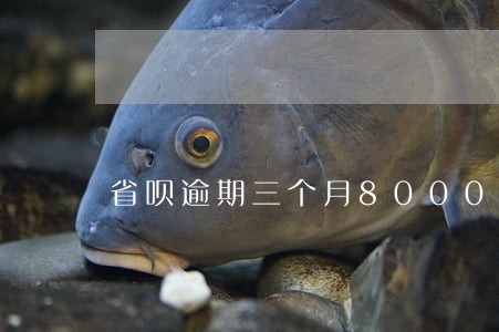 省呗逾期三个月8000左右 省呗逾期三个月8000左右