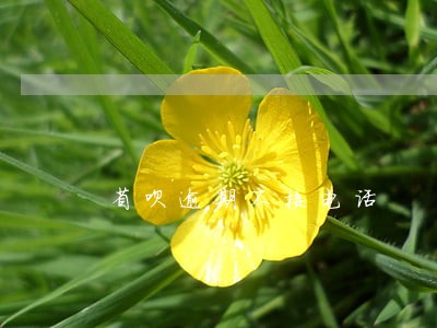 省呗逾期不接电话 省呗逾期不接电话