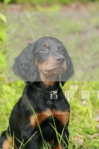 省呗逾期了影响买车吗 省呗逾期了影响买车吗