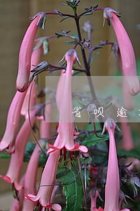 省呗逾期催收厉害吗 省呗逾期催收厉害吗