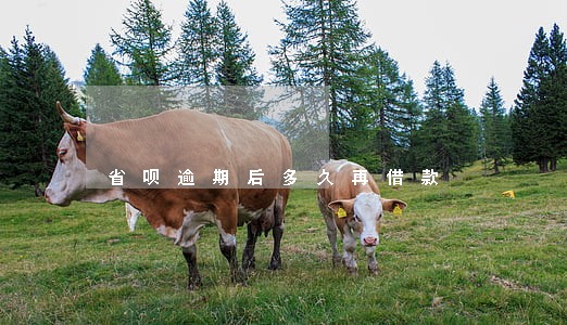 省呗逾期后多久再借款 省呗逾期后多久再借款