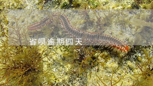 省呗逾期四天 省呗逾期四天