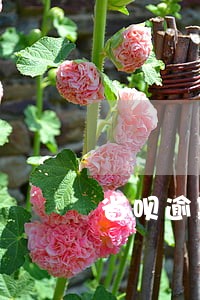 省呗逾期威胁我家人怎么办 省呗逾期威胁我家人怎么办