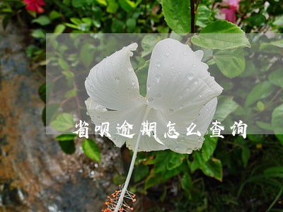 省呗逾期怎么查询 省呗逾期怎么查询