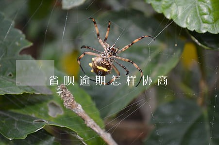 省呗逾期怎样协商 省呗逾期怎样协商