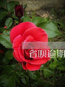 省呗逾期收滞纳金合法吗 省呗逾期收滞纳金合法吗