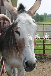 省呗逾期整天电话打的不停怎么办 省呗逾期整天电话打的不停怎么办