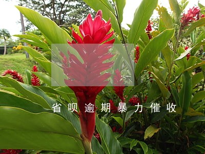 省呗逾期暴力催收 省呗逾期暴力催收