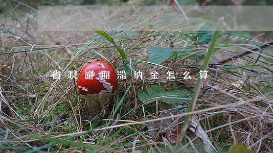省呗逾期滞纳金怎么算 省呗逾期滞纳金怎么算