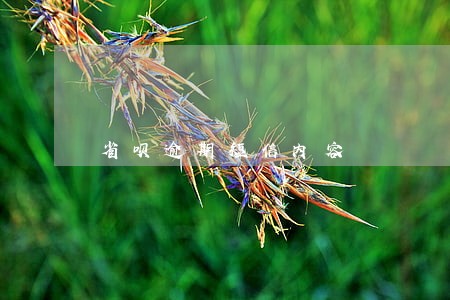 省呗逾期短信内容 省呗逾期短信内容