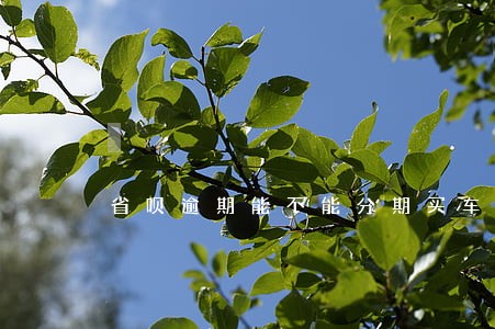 省呗逾期能不能分期买车 省呗逾期能不能分期买车