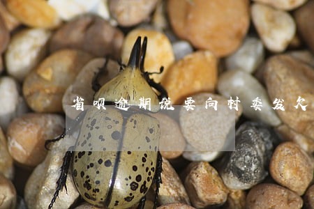 省呗逾期说要向村委发欠款公示 省呗逾期说要向村委发欠款公示