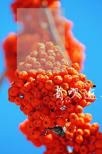 省呗逾期说要让我还全部的借款 省呗逾期说要让我还全部的借款