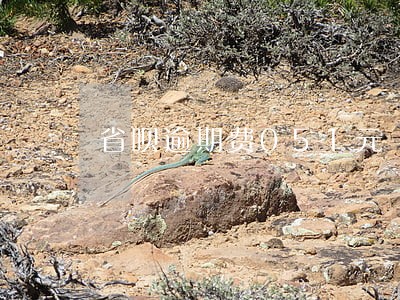 省呗逾期费051元 省呗逾期费051元