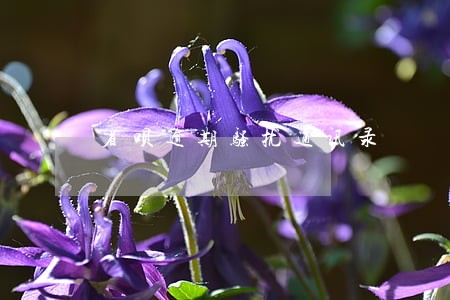 省呗逾期骚扰通讯录 省呗逾期骚扰通讯录