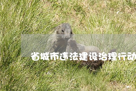 省城市违法建设治理行动