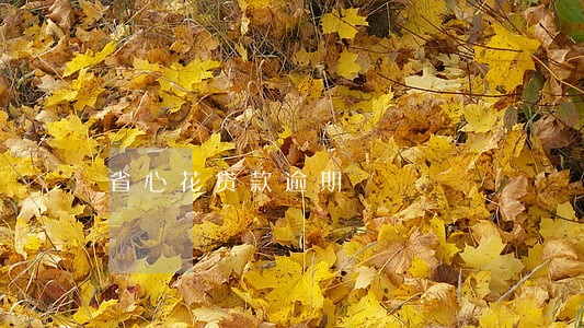 省心花贷款逾期
