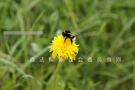 省法院审委会委员级别