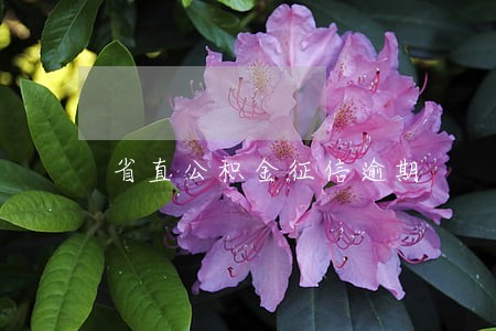 省直公积金征信逾期 省直公积金征信逾期