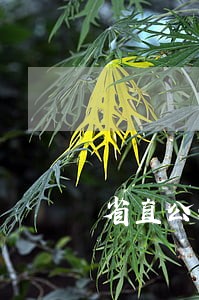 省直公积金还款逾期怎么办 省直公积金还款逾期怎么办