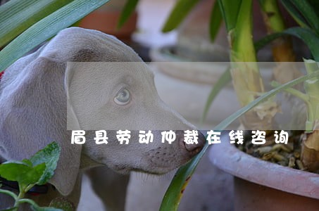 眉县劳动仲裁在线咨询