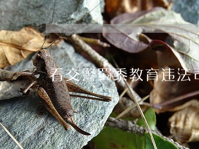 看交警蜀黍教育违法司机 看交警蜀黍教育违法司机