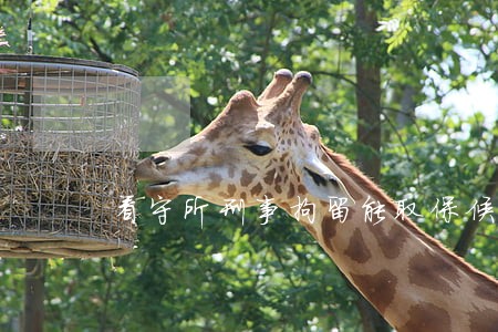 看守所刑事拘留能取保候审 看守所刑事拘留能取保候审