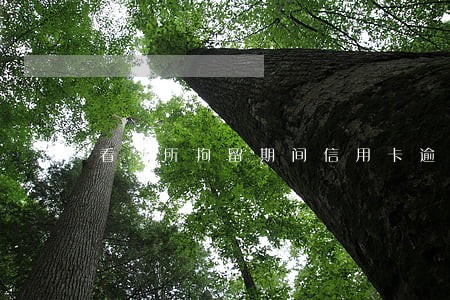 看守所拘留期间信用卡逾期 看守所拘留期间信用卡逾期