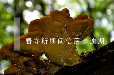 看守所期间信用卡逾期 看守所期间信用卡逾期
