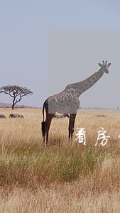 看房贷逾期的信息