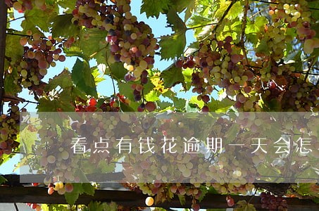 看点有钱花逾期一天会怎样 看点有钱花逾期一天会怎样