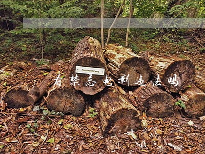 看禁忌电影违法吗