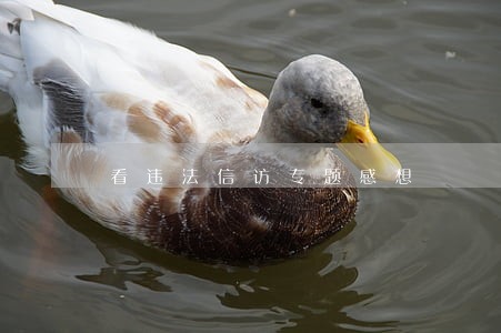 看违法信访专题感想