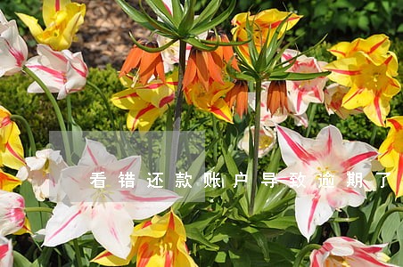 看错还款账户导致逾期了怎么办 看错还款账户导致逾期了怎么办