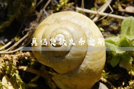 真信贷款九条逾期 真信贷款九条逾期
