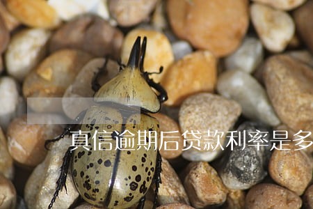 真信逾期后贷款利率是多少 真信逾期后贷款利率是多少