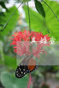 真姓查询逾期