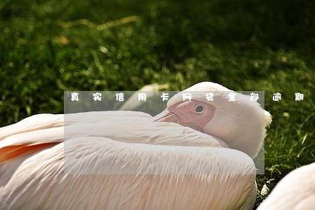 真实信用卡网贷全部逾期等死中 真实信用卡网贷全部逾期等死中
