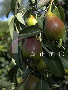 真正的房贷逾期短信 真正的房贷逾期短信