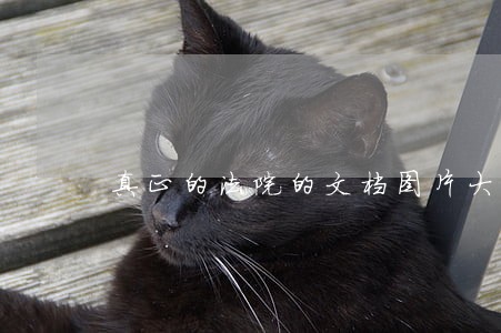 真正的法院的文档图片大全 真正的法院的文档图片大全