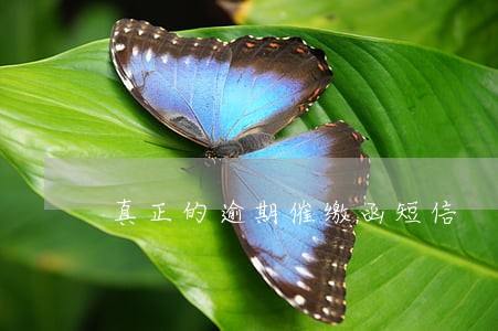 真正的逾期催缴函短信