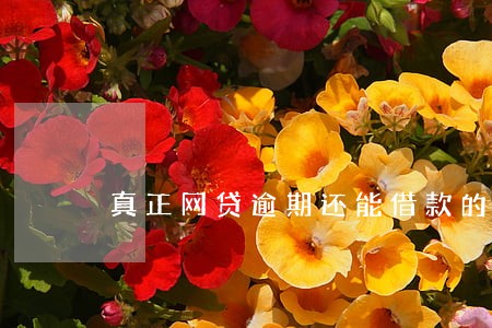真正网贷逾期还能借款的平台 真正网贷逾期还能借款的平台
