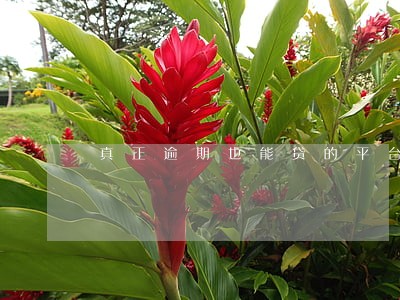 真正逾期也能贷的平台2020