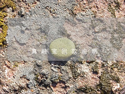 真融宝回款逾期 真融宝回款逾期