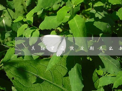 真融宝还款逾期怎么办 真融宝还款逾期怎么办