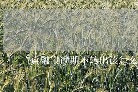 真融宝逾期不转出该怎么立案 真融宝逾期不转出该怎么立案
