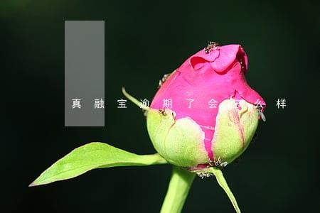 真融宝逾期了会怎么样 真融宝逾期了会怎么样